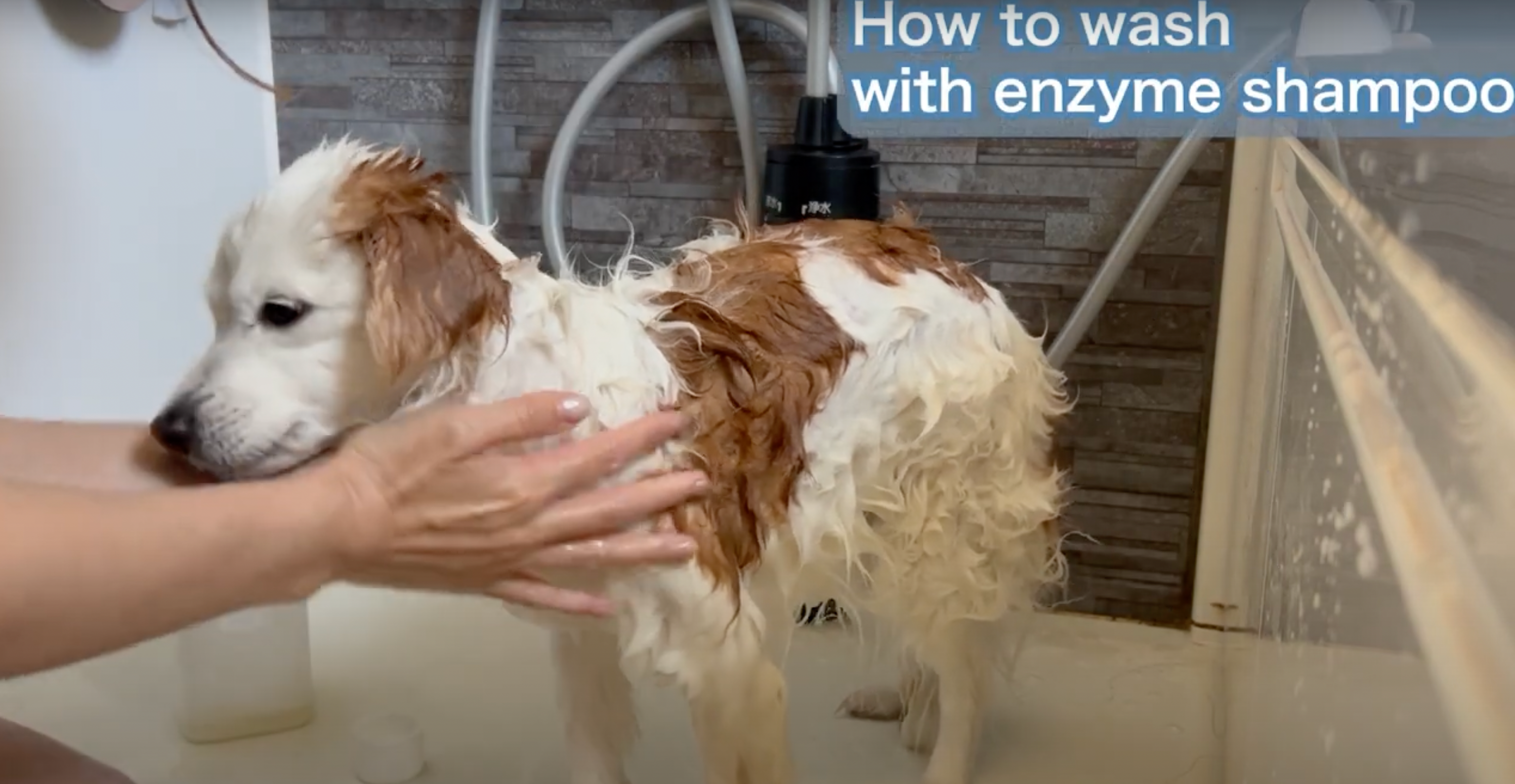 Load video: BE-WASH How to use Enzyme Shampoo